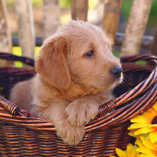 Blank - Puppy in Basket - S219